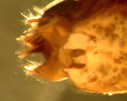 limnephilus griseus female ventral