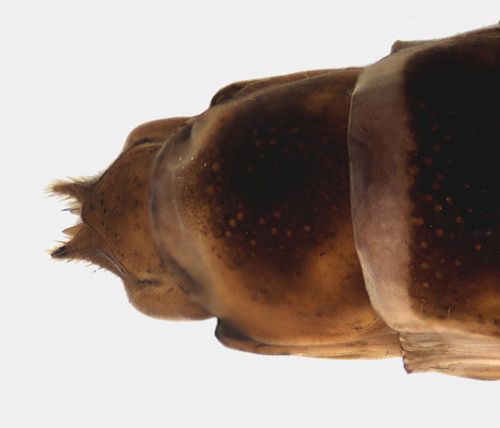 Limnephilus marmoratus female dorsal