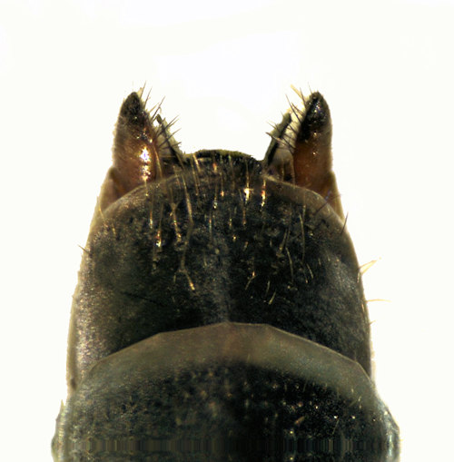 Limnephilus marmoratus male dorsal