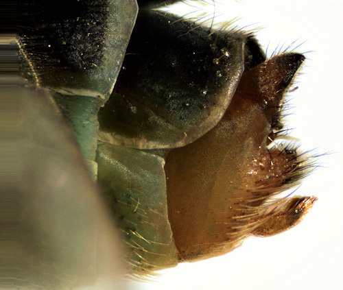 Limnephilus marmoratus male lateral