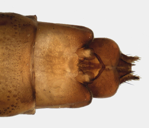 Limnephilus marmoratus female ventral