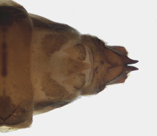 Limnephilus sparsus ventral