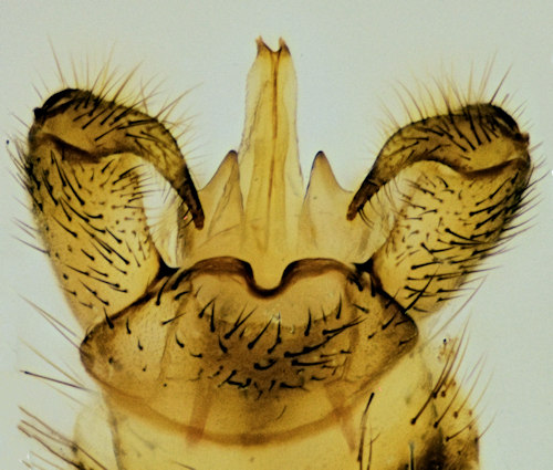Limonia sylvicola dorsal