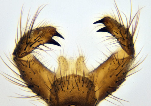 Macrocera angulata dorsalis