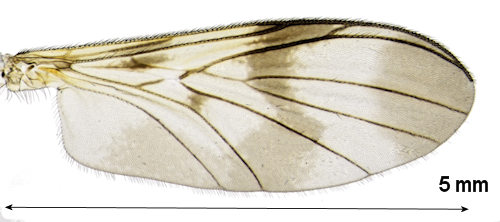 Macrocera angulata wing