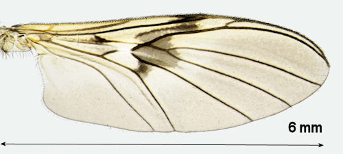 Macrocera centralis wing