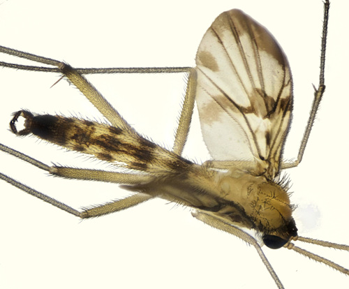 Macrocera fascipennis