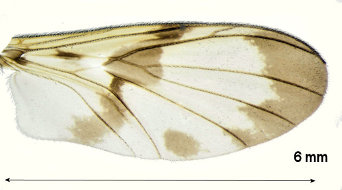 Macrocera fascipennis wing