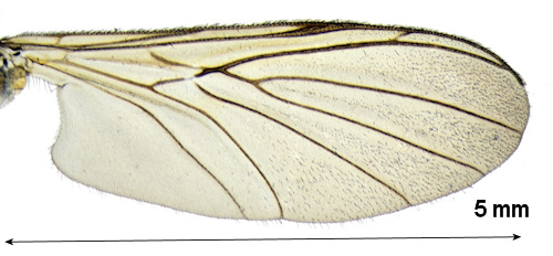 Macrocera stigmoides wing