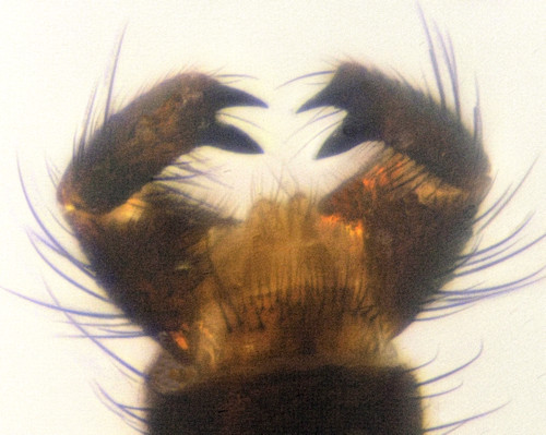 Macrocera vittata dorsalis