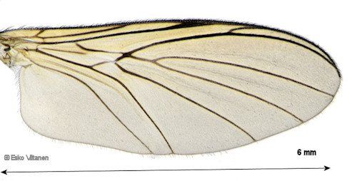 Macrocera vittata wing