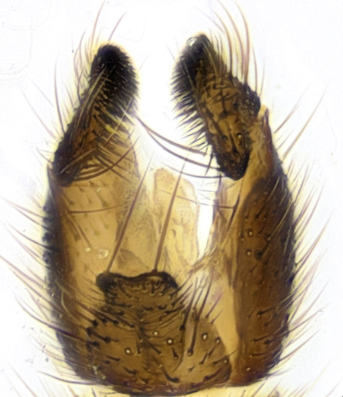 Megalopelma nigroclavatum dorsal