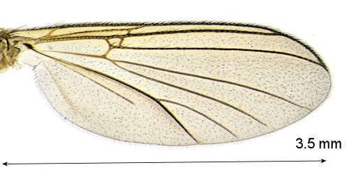 Megalopelma nigroclavatum wing