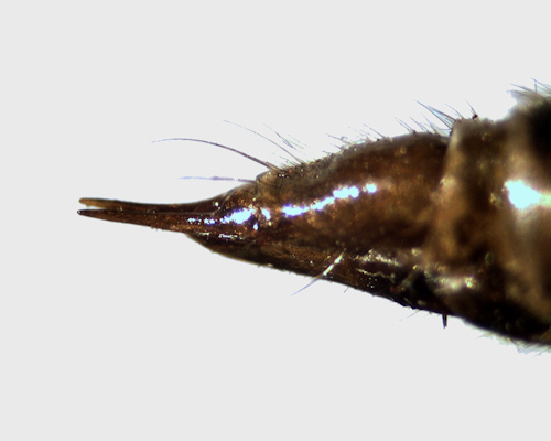 Metalimnobia quadrimaculata female lateral
