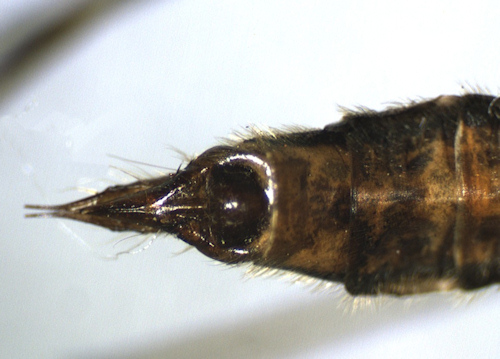 Metalimnobia quadrimaculata female ventral