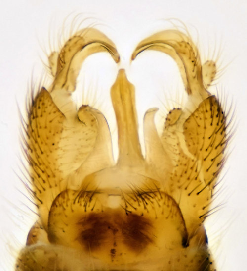 Metalimnobia quadrinotata male dorsal