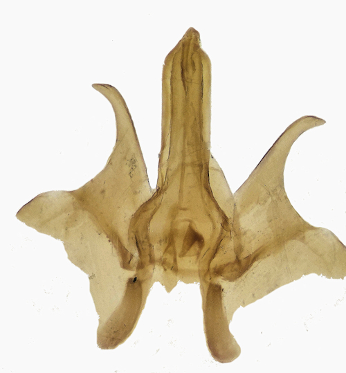 Metalimnobia quadrinotata male dorsal
