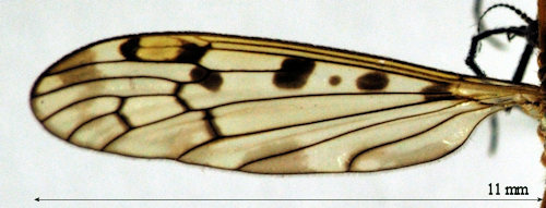 Metalimnobia zetterstedti male wing