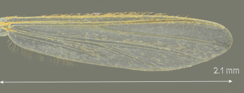 Micropsectra roseiventris wing