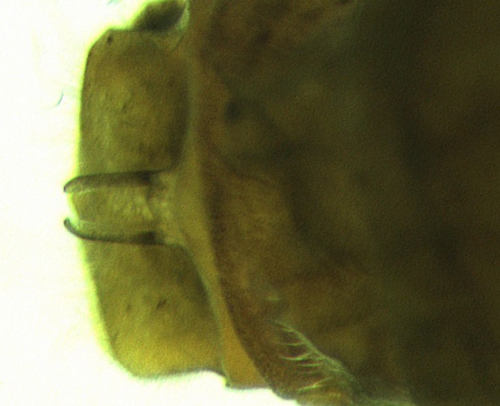 Molanna angustata female dorsal