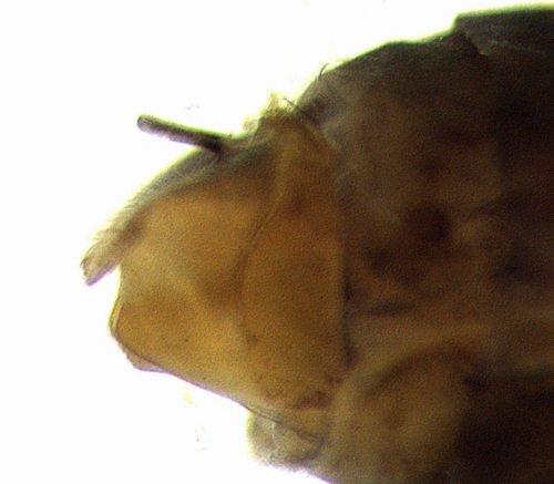 Molanna angustata female lateral
