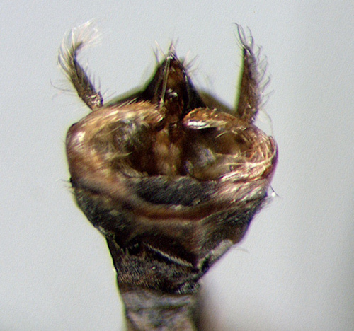 Molanna submarginalis male
