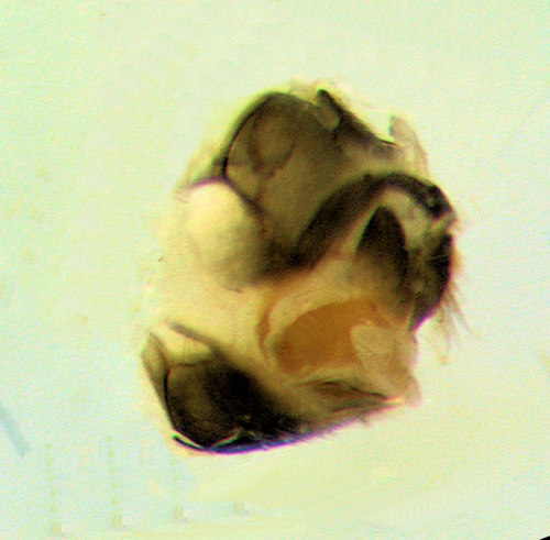 Molannodes tinctus female caudal