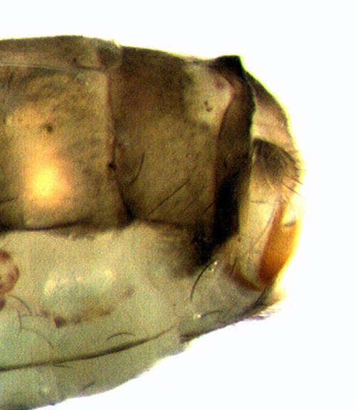 Molannodes tinctus female lateral