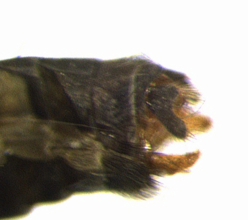 Molannodes tinctus male lateral
