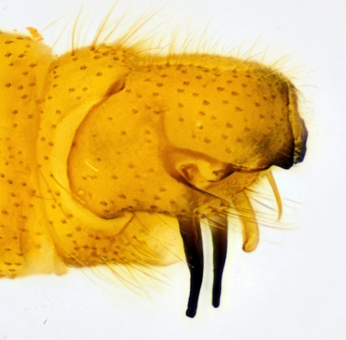 Molophilus cinereifrons lateral