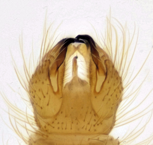 Molophilus crassipygus dorsal