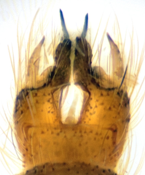 Molophilus griseus dorsal