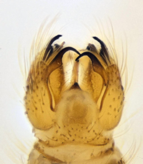 Molophilus propinquus ventral