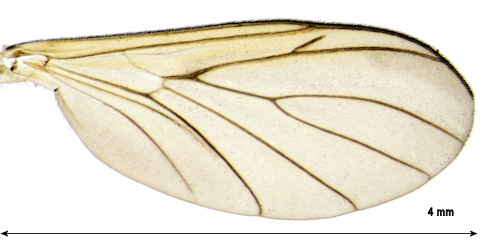 Monocentrota lundstroemi wing
