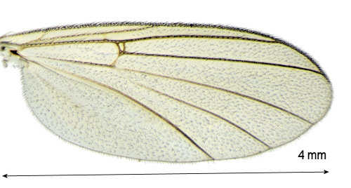 Monoclona braueri wing