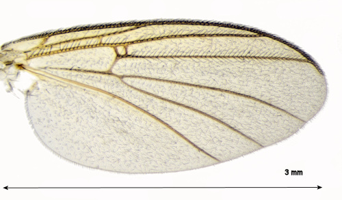 Monoclona rufilatera wing