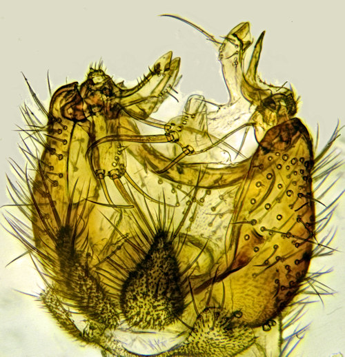Mycetophila alea dorsal