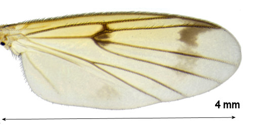 Mycetophila alea wing