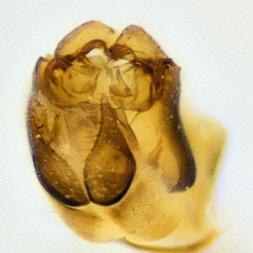 Mycetophila attonsa dorsal