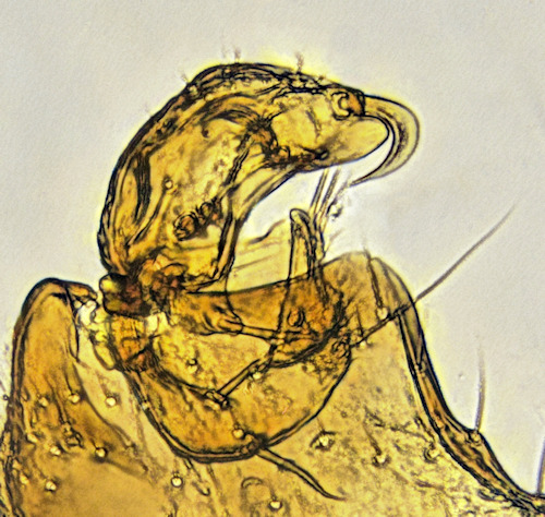Mycetophila attonsa gonostylus