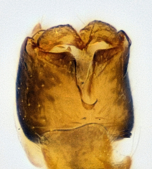 Mycetophila attonsa ventral
