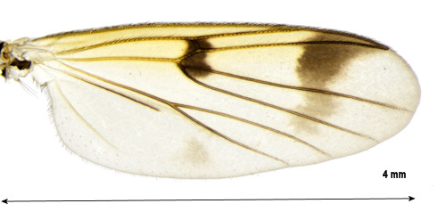 Mycetophila attonsa wing