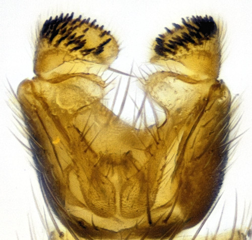 Mycetophila bialorussica dorsal