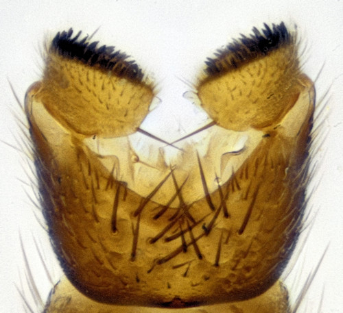Mycetophila bialorussica ventral