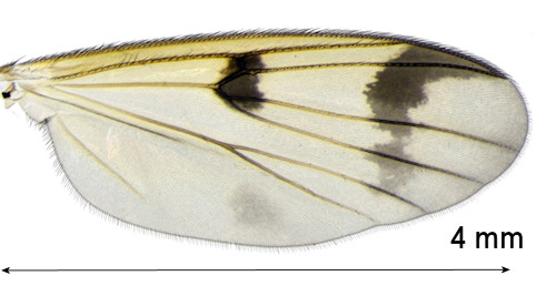 Mycetophila bialorussica wing