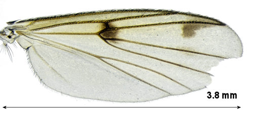 Mycetophila confluens wing