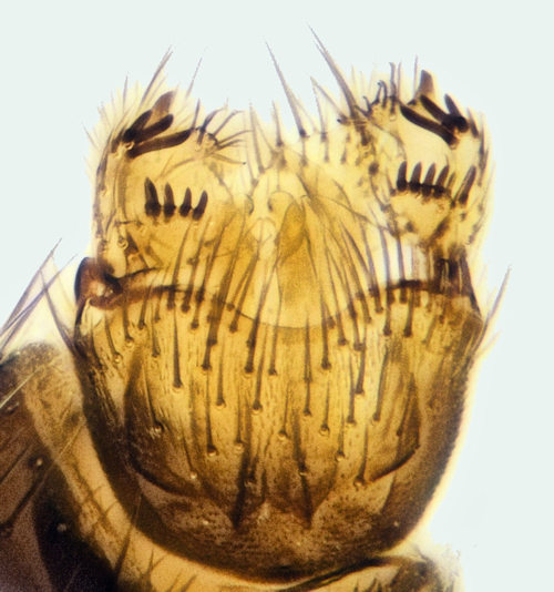 Mycetophila edwardsi ventral