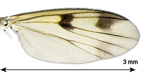 Mycetophila edwardsi wing