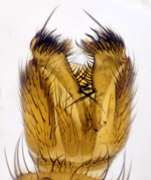 Mycetophila fungorum dorsal