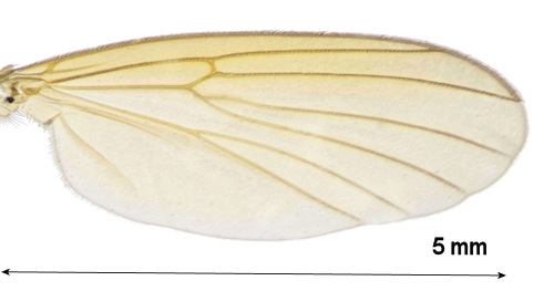 Mycetophila fungorum wing